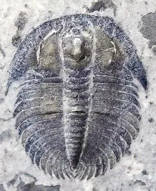 Changaspis elongata — photo 5