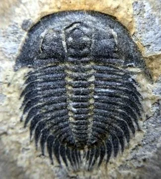 Changaspis elongata — photo 8