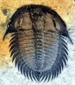Changaspis elongata — photo 10