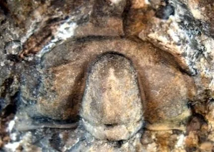 Changqingia puteata