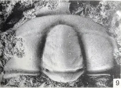 Changqingia puteata — photo 2