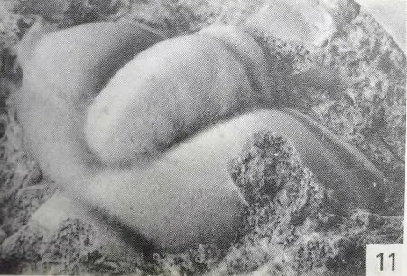 Changqingia puteata — photo 3