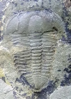 Changqingia puteata — photo 5
