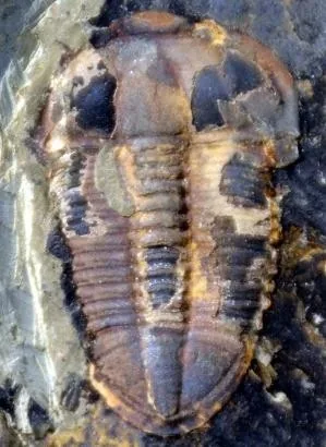 Changqingia puteata — photo 6