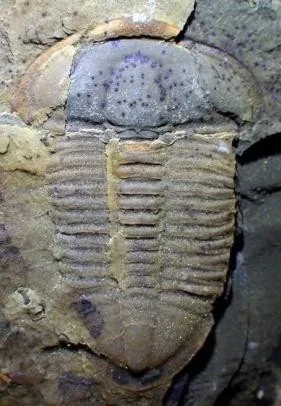 Changqingia puteata — photo 7