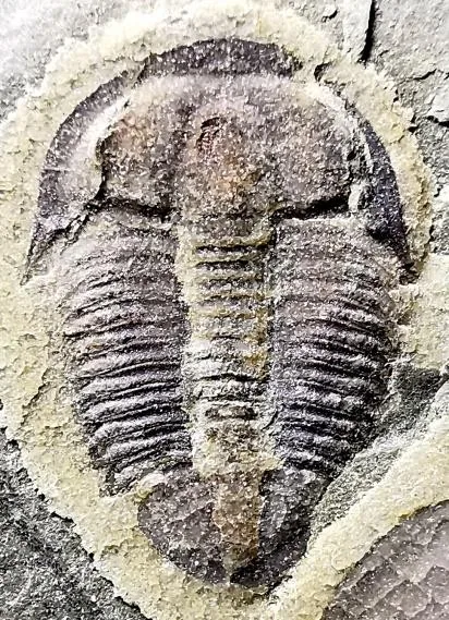 Changqingia puteata — photo 8