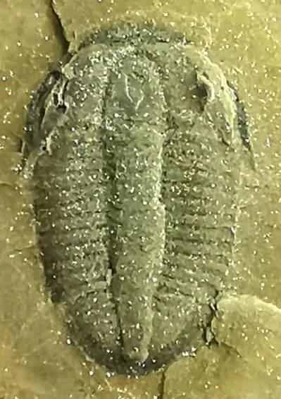 Changqingia puteata — photo 9