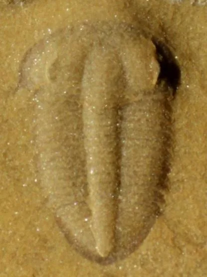 Changqingia puteata — photo 10
