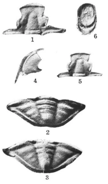 Changshania conica