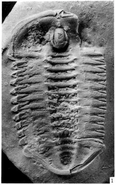 Changshania conica — photo 3