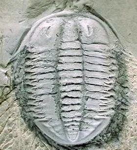 Changshania conica — photo 4