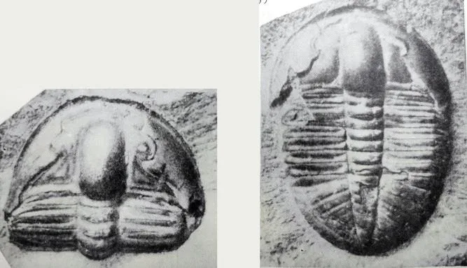 Charchaqia norini