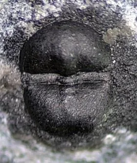 Charchaqia norini — photo 2