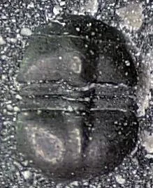 Charchaqia norini — photo 3