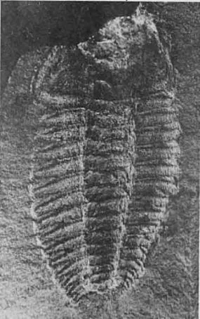 Cheiruroides primigenius