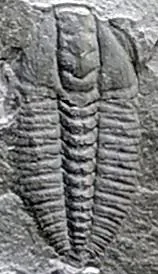Cheiruroides primigenius — photo 3