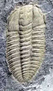 Cheiruroides primigenius — photo 4