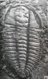 Cheiruroides primigenius — photo 7