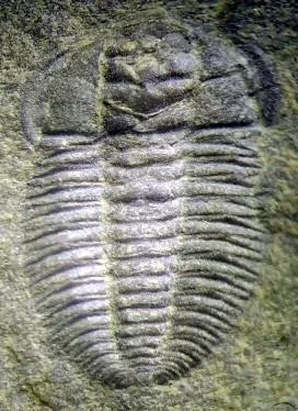 Cheiruroides primigenius — photo 9