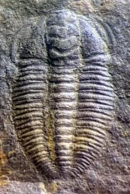 Cheiruroides primigenius — photo 10