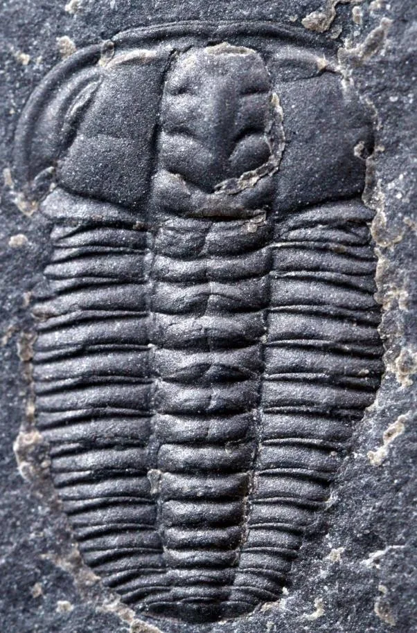 Cheiruroides shiqianensis — photo 2