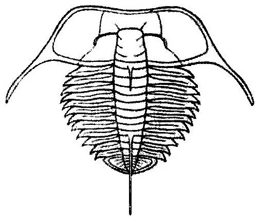 Chekiangaspis chekiangensis