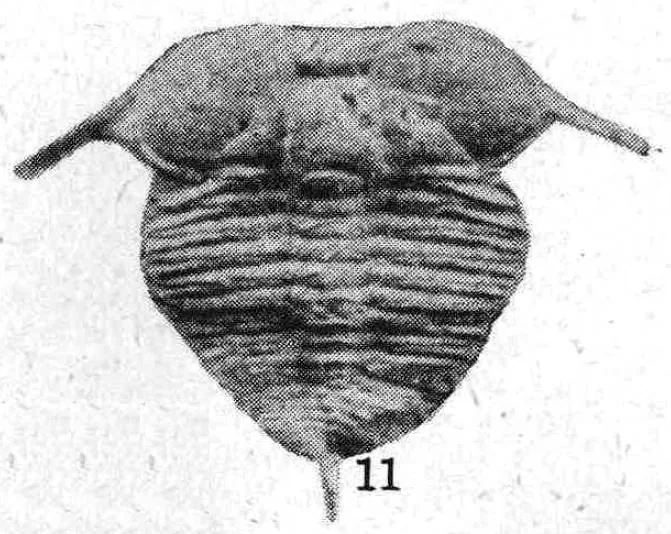 Chekiangaspis chekiangensis — photo 2