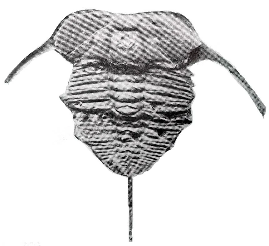 Chekiangaspis chekiangensis — photo 3