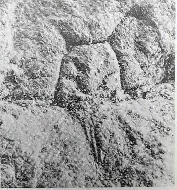 Chekiangaspis chekiangensis — photo 4