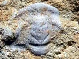 Chengjiangaspis chengjiangensis — photo 2