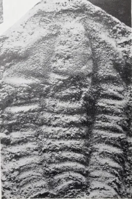 Chengjiangaspis chengjiangensis — photo 3
