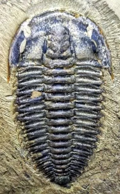 Chengjiangaspis chengjiangensis — photo 4