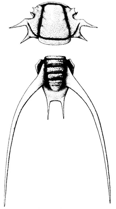 Chiawangella hunanensis — photo 3