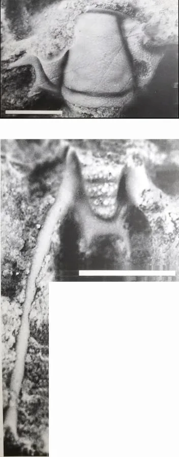 Chiawangella hunanensis — photo 4