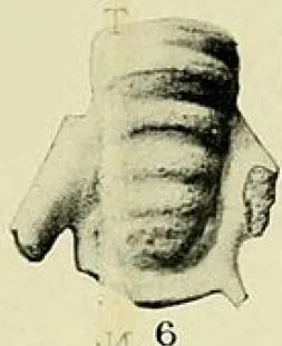 Chiawangella pacifica