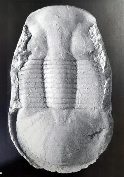 Ciliscutellum ciliensis
