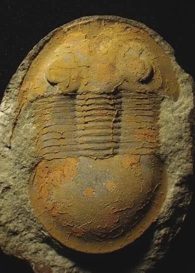 Ciliscutellum ciliensis — photo 4