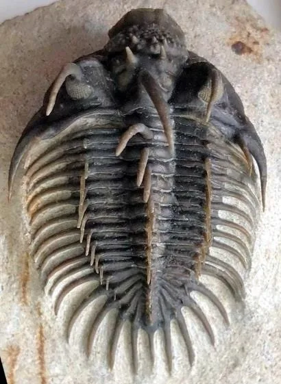 Comura bultyncki — photo 5