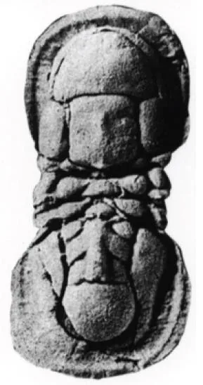 Condylopyge rex