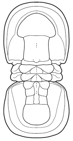 Condylopyge rex — photo 2