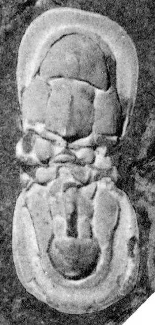 Condylopyge rex — photo 3