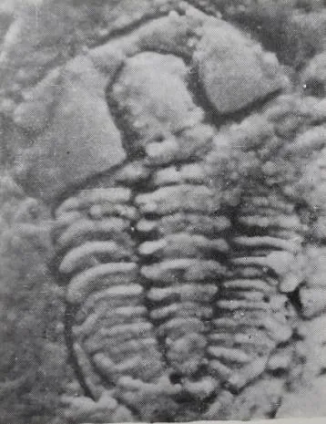 Conophrys changshanensis