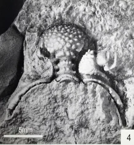 Coronocephalus constrictus