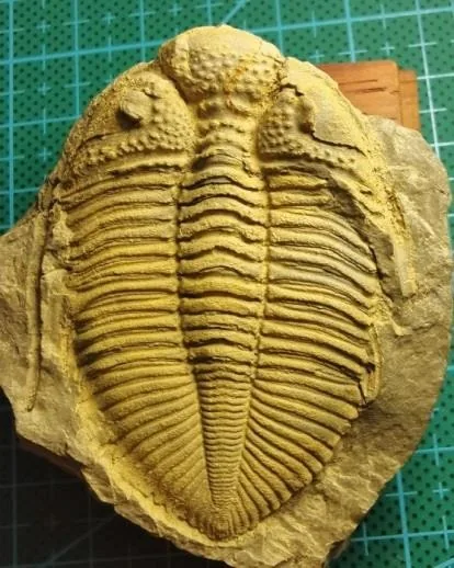 Coronocephalus constrictus — photo 2