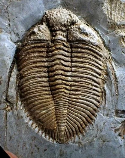 Coronocephalus constrictus — photo 3