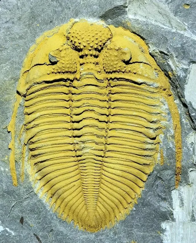 Coronocephalus constrictus — photo 4