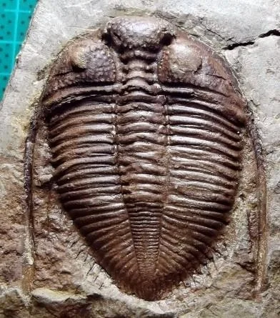 Coronocephalus constrictus — photo 5