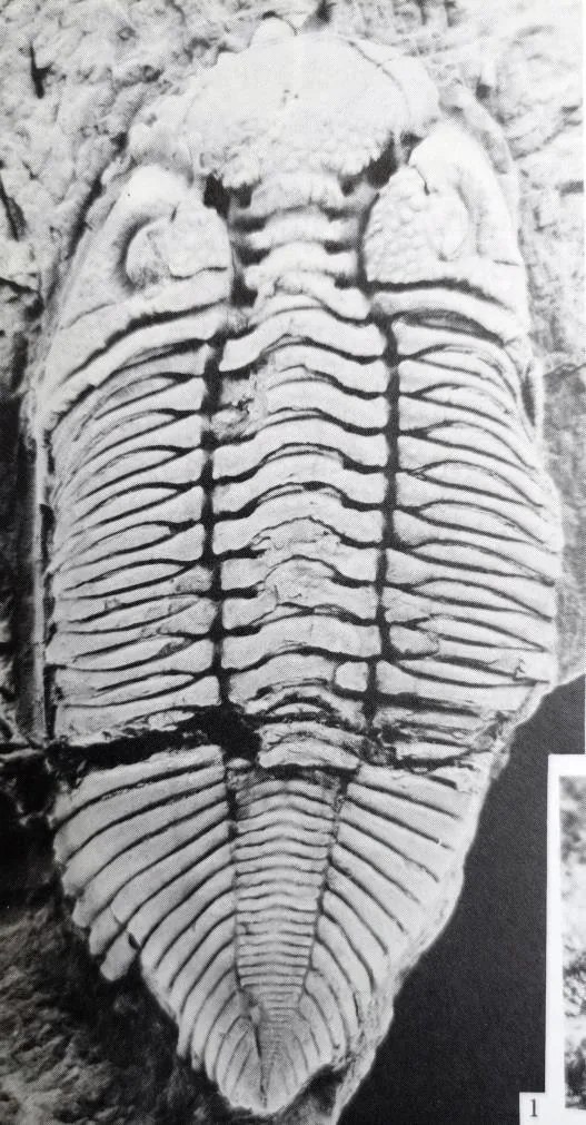Coronocephalus dentatus