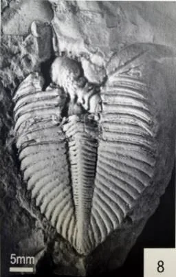 Coronocephalus gaoluoensis