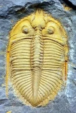 Coronocephalus gaoluoensis — photo 3